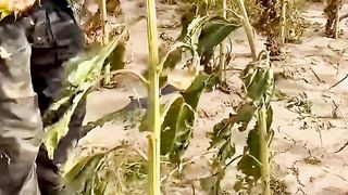 Harvesting sunflower seeds
