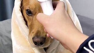 This dog will melt your heart!