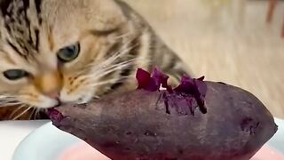 Adorable cat loves vegetables!