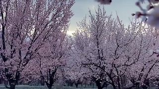 Appricot season starts in Gilgit Baltistan