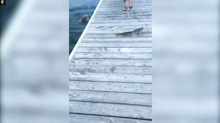 Funniest animals 2023 - Funny cats and dogs - Funny animal videos