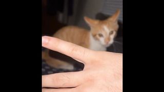 FUNNY CAT MEMES COMPILATION OF 2023