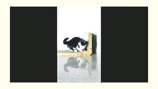 Kucing yangelucu
