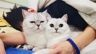 Funny cat 15