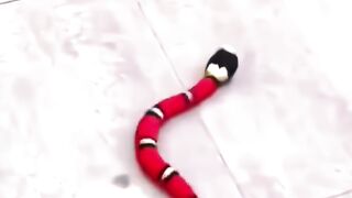 Snake joking with cat