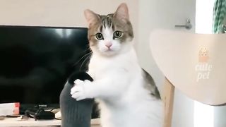 Cute and funny cats #shorts