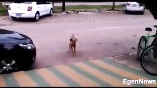 Animais engracados