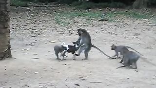 nighty monkey and dog