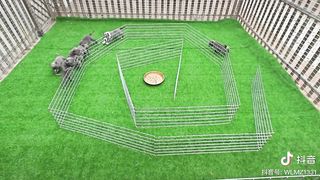 Let's eat, let's eat, maze, dog