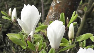 Flowers dancing in breeze