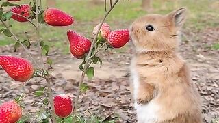Cute#Rabit