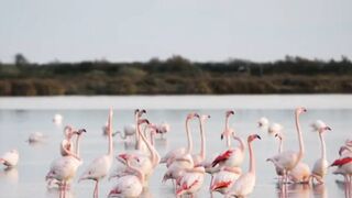 Wild beautifull world