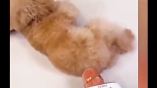 Funny shorts compilation