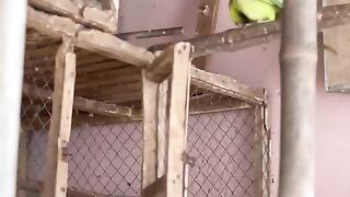 Parrot pair