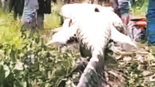 Buaya besar yang ketangkep warga