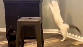 compilation funny cats