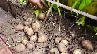 Growing potatoes at home.Very easily.