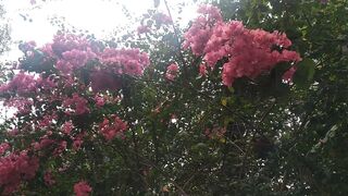 Beautiful flowers 6