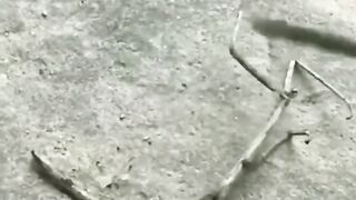 Mashallah | Allah Hu Akbar #shorts #viral #tranding 6