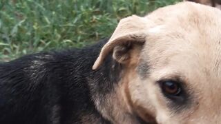Beauty of world/cute Doggy/playing Dog#Dog#Doggy/