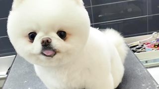 Cachorro Igual Um Panda