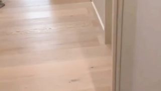 Funny animals 10