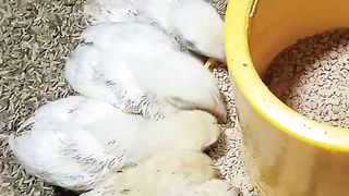 Ayam makan"