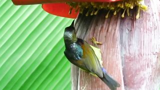 Banana heart honey-eating bird