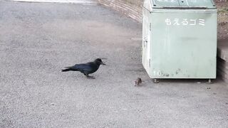 Crow and mouse video