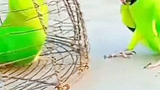 Talking parrot Talking parrot short funny video
