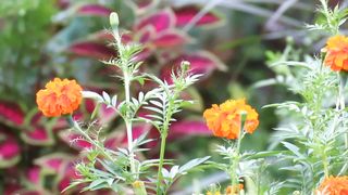 Beautiful colorful flowers in the garden