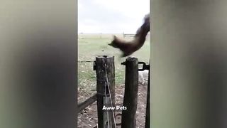 Funniest Animals  Funniest Cats and Dogs 2023