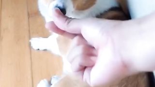 Lovely Corgi