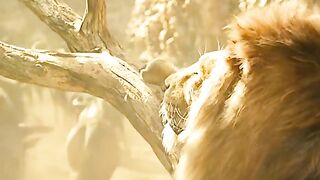 Simba cartoon 2