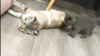 Funny Cats ????