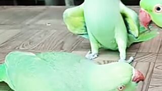 Talking parrot short funny video talking parrot ????