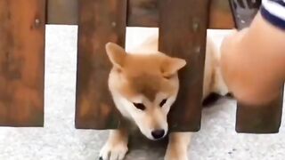 The strange operation of a dog