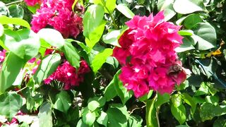 The blooming of paper flowers in the yard of the house