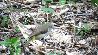 Bird of wild piles