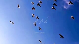 Ye mohabtai ye chahate sab arzi WhatsApp status