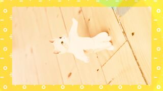 Cats amazing dance...