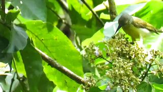 Grain-eating birds