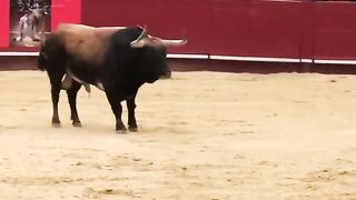 Toro Arena Valencia Spain
