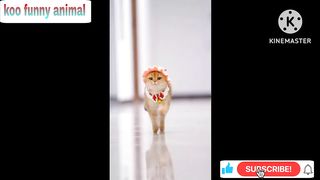 Beby cat - cute and funny cat video | Koo funny animals