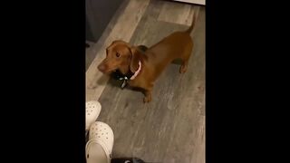 Cute and Funny Animal Videos to Keep You Smiling!????