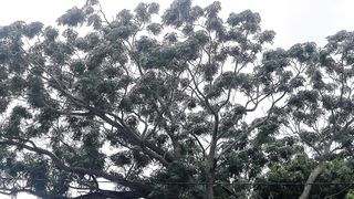 Beautiful tree..????