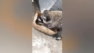 Funny Animal Videos That Are IMPOSSIBLE Not To Laugh At 3