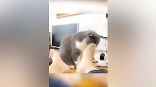 Funny Animal Videos 2023 ) - Funniest Cats And Dogs Video