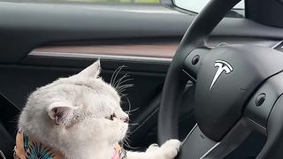 Meet Uni, the cat who loves driving his Tesla to the beach with his humans