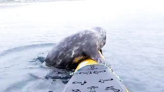 Cheeky seals hitch a ride on a kayak.